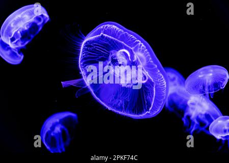Glowing jellyfish swimming in the water on black background. Stinging, wildlife, sea, ocean, dark, glowing, toxic and underwater concept. Stock Photo