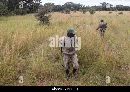 Rangers armed with guns in animal conservation park in Zimbabwe, in Imire Rhino and Wildlife Conservancy Stock Photo