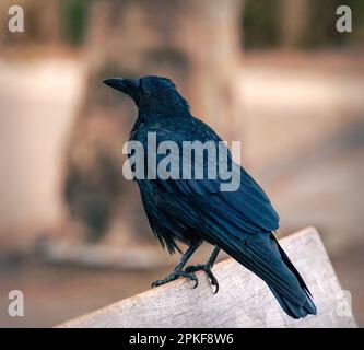 A close up side view of a carrion crow. Stock Photo