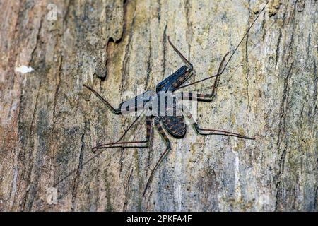 Giant whip-spider (Charon grayi) from Tangkoko National Park, North  Sulawesi, Indonesia Stock Photo - Alamy