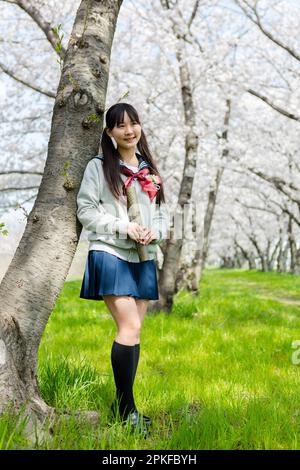 Schoolgirl standing in a row of cherry blossom trees Stock Photo