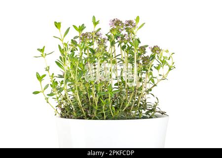 Winter savory, potted young plant, in a white pot. Satureja montana, mountain savory with pale lavender flowers. Culinary herb. Stock Photo