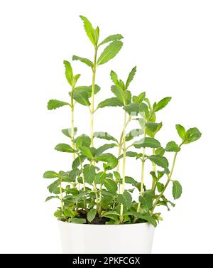 Garden mint, potted young plant, in a white pot. Spearmint, also known as common, lamb or mackerel mint, Mentha spicata, used as a flavouring in food. Stock Photo