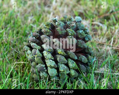One big cone is lying on the green grass, a close-up shot. Macro photo of the cones. Green and brown pine cone on green grass Stock Photo
