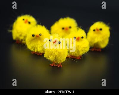 Fluffy yellow chickens, arranged for Easter decoration in a studio - perfect macro photography subject with no people. Stock Photo
