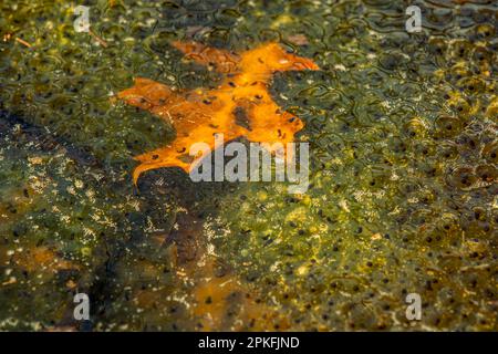 Newly laid frog eggs from European common brown frog, Rana temporaria, in a frog pond in Sibiu, Romania Stock Photo