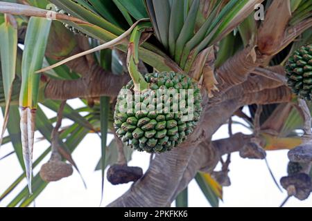 Pandanus utilis Bory – common screwpine tree and fruit, Lanzarote, Spain. Taken February / March 2023. Stock Photo
