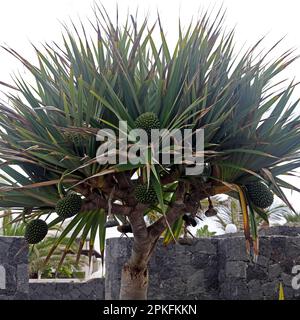 Pandanus utilis Bory – common screwpine tree and fruit, Lanzarote, Spain. Taken February / March 2023. Stock Photo