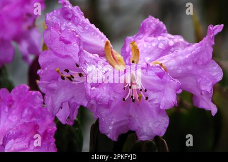 Rain drops on Rhododendron flower, family Ericaceae, state tree of Sikkim. Shot at Yumthang Valley or Sikkim Valley of Flowers sanctuary, North Sikkim Stock Photo