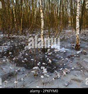 Ice age in the floodplain forest... Krefelder Spey ( winter flood 2020/2021 ), first came the high water, then the frost, ice cold Stock Photo