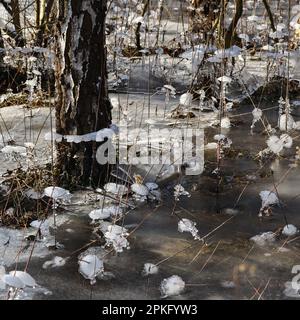 Ice formation in the floodplain forest... Lower Rhine ( winter flood 2020/2021 ), first came the high water, then severe frost, ice cold Stock Photo