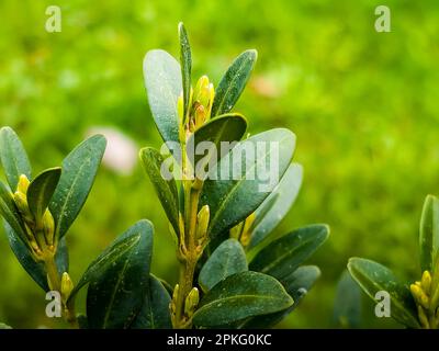Boxwood. Buxus sempervirens with yellow flowers. Young boxwood leaves on a branch in early spring Stock Photo