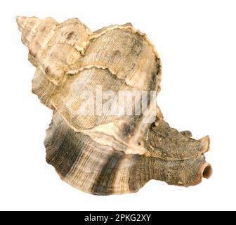 Sea shell on a white background. Charonia tritonis or Triton's trumpet. Stock Photo