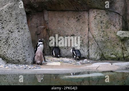 Exciting view of several black and white penguins looking up and enjoying their lives on a sunny day in summer. it looks cheerful, optimistic and nice. High quality 4k footage Stock Photo