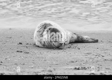 Baby seal relaxing enjoying the lovely day on a Baltic Sea beach. Seal with a soft fur coat long whiskers dark eyes and sharp claws. Harmony with natu Stock Photo