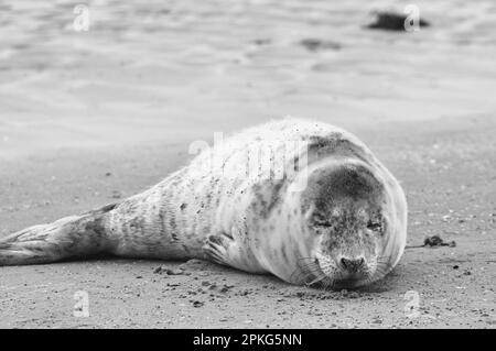 Baby seal relaxing enjoying the lovely day on a Baltic Sea beach. Seal with a soft fur coat long whiskers dark eyes and sharp claws. Harmony with natu Stock Photo