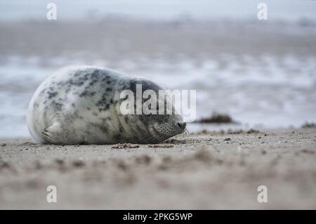 Baby seal relaxing enjoying the lovely day on a Baltic Sea beach. Seal with a soft fur coat long whiskers dark eyes and sharp claws. Harmony with natu Stock Photo