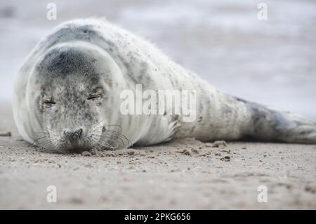 Baby seal relaxing enjoying the lovely day on a Baltic Sea beach. Seal with a soft fur coat long whiskers dark eyes and sharp claws. Harmony with natu Stock Photo