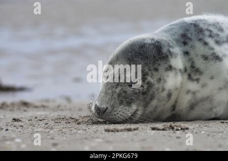 Baby seal relaxing enjoying the lovely day on a Baltic Sea beach. Seal with a soft fur coat long whiskers dark eyes and sharp claws. Harmony with natu Stock Photo