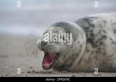 Baby seal relaxing enjoying the lovely day on a Baltic Sea beach. Seal with a soft fur coat long whiskers dark eyes and sharp claws. Harmony with natu Stock Photo