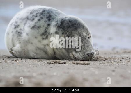 Baby seal relaxing enjoying the lovely day on a Baltic Sea beach. Seal with a soft fur coat long whiskers dark eyes and sharp claws. Harmony with natu Stock Photo