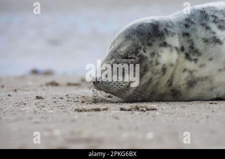 Baby seal relaxing enjoying the lovely day on a Baltic Sea beach. Seal with a soft fur coat long whiskers dark eyes and sharp claws. Harmony with natu Stock Photo