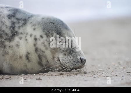 Baby seal relaxing enjoying the lovely day on a Baltic Sea beach. Seal with a soft fur coat long whiskers dark eyes and sharp claws. Harmony with natu Stock Photo