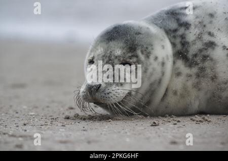 Baby seal relaxing enjoying the lovely day on a Baltic Sea beach. Seal with a soft fur coat long whiskers dark eyes and sharp claws. Harmony with natu Stock Photo