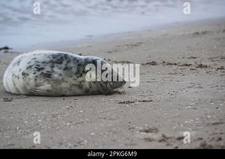 Baby seal relaxing enjoying the lovely day on a Baltic Sea beach. Seal with a soft fur coat long whiskers dark eyes and sharp claws. Harmony with natu Stock Photo