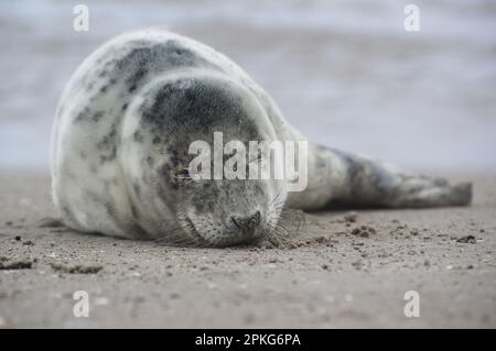 Baby seal relaxing enjoying the lovely day on a Baltic Sea beach. Seal with a soft fur coat long whiskers dark eyes and sharp claws. Harmony with natu Stock Photo