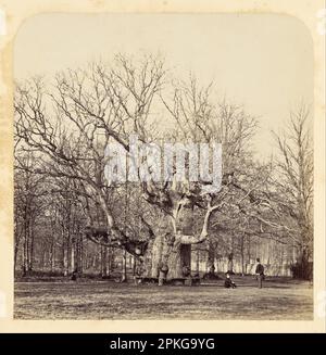 Old Pollard Oak at Forest Gate 1864 by James Sinclair Stock Photo