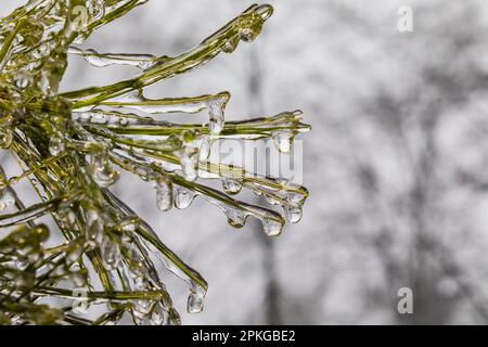Eastern White Pine, Pinus strobus, needles glazed with ice after an ice storm in March in central Michigan, USA Stock Photo