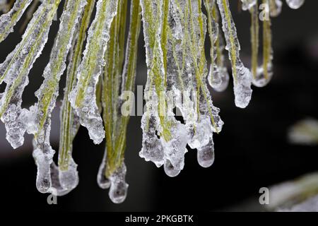 Eastern White Pine, Pinus strobus, needles glazed with ice after an ice storm in March in central Michigan, USA Stock Photo