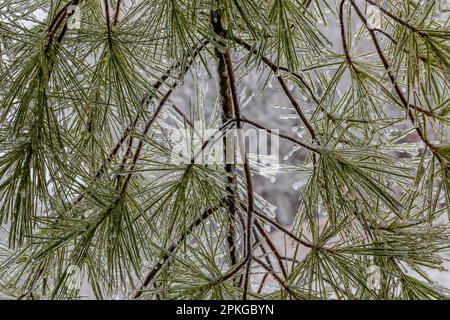 Eastern White Pine, Pinus strobus, needles glazed with ice after an ice storm in March in central Michigan, USA Stock Photo