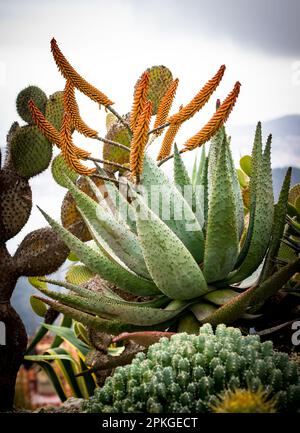 Large Aloe marlothii in bloom Stock Photo