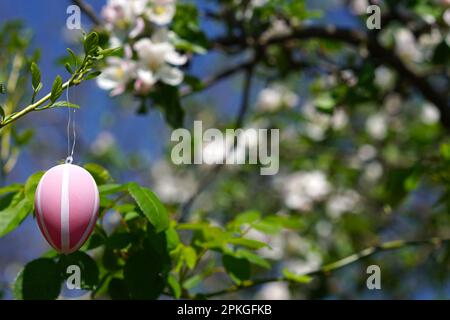 Pink easter egg decoration hanging on a blooming apple tree Stock Photo