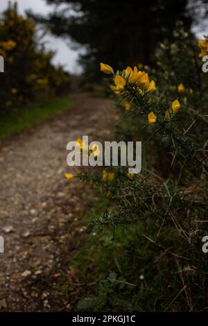 Woodland items Stock Photo