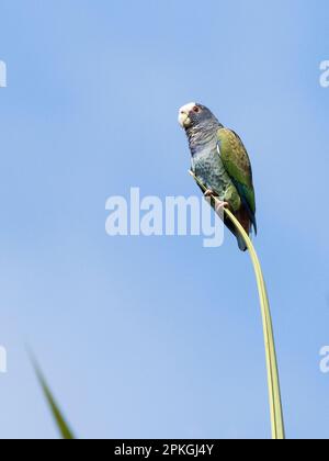 White-crowned parrot, (Pionus senilis), Las Cruces Biological Station, Costa Rica Stock Photo