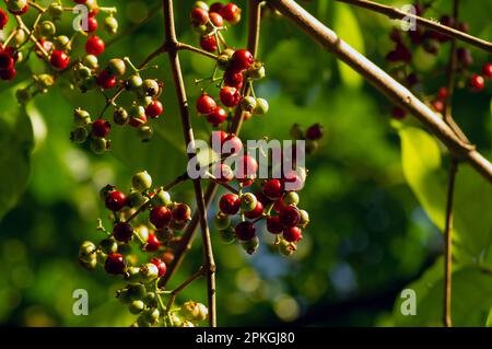 Indonesian bay leaf or daun salam, Syzygium polyanthum fruits, in shallow focus Stock Photo