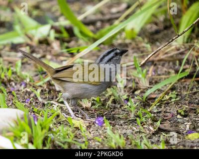Black-striped sparrow, (Arremonops conirostris), Esquinas Rainforest Lodge, Costa Rica Stock Photo