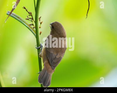 Thick-billed seed finch, (Sporophila funerea), La Gamba, Costa Rica Stock Photo