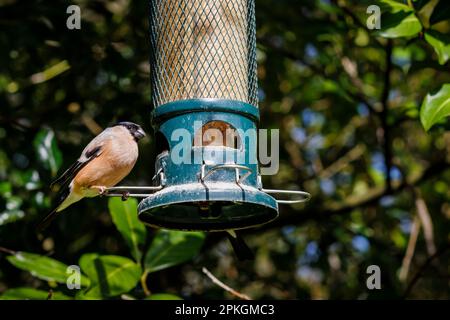 Female Eurasian or common bullfinch (Pyrrhula pyrrhula) feeding at a bird feeder in a garden in Surrey, south-east England in spring Stock Photo