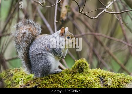 Grey squirrel (Sciurus carolinensis) in Perth, Perthshire, Scotland. Stock Photo