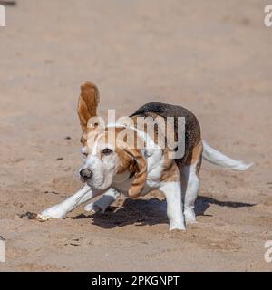 Beagle shaking off water, Dornoch Beach, Scotland Stock Photo