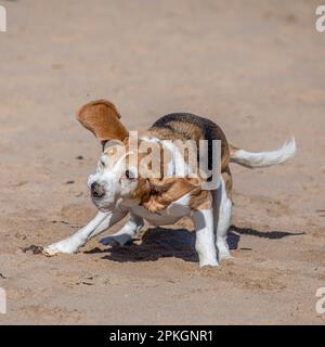 Beagle shaking off water, Dornoch Beach, Scotland Stock Photo