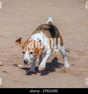 Beagle shaking off water, Dornoch Beach, Scotland Stock Photo