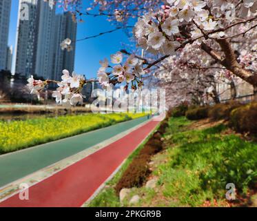 Cherry blossom Blooming in Oncheoncheon Stream, Busan, South Korea, Asia. Stock Photo