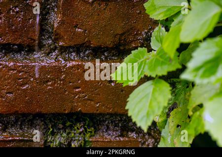 Old and vintage brick wall texture background and green leaves in shallow focus, for wallpaper Stock Photo