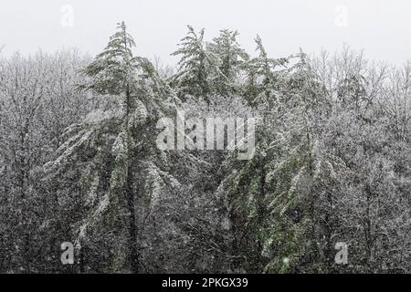 ice storm coating branches in Canadian Lakes community in March in central Michigan, USA Stock Photo