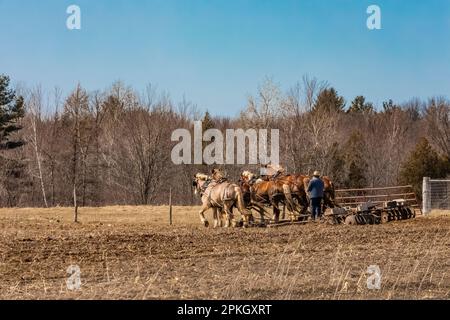 Preparing the soil with a horse-drawn discing machine on an Amish farm in central Michigan, USA [No model release; editorial licensing only] Stock Photo